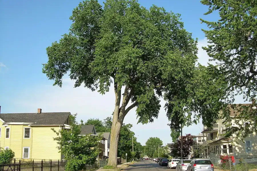 Tall American elm shading houses on Florence Street in Springfield, Massachusetts
